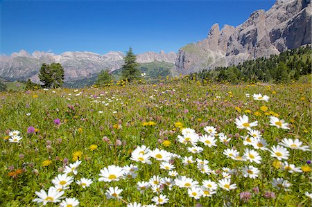 daisy flower - Daisies, Sella Pass, Trento and Bolzano Provinces, Italian Dolomites, Italy, Europe Stock Photo - Rights-Managed, Code: 841-06448829