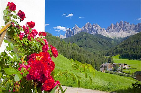 simsearch:841-06448891,k - Roses on chalet wall, Val di Funes, Bolzano Province, Trentino-Alto Adige/South Tyrol, Italian Dolomites, Italy, Europe Stock Photo - Rights-Managed, Code: 841-06448891