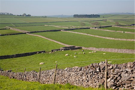 domestic sheep - Dry stone walls and sheep, Litton, Derbyshire, England, United Kingdom, Europe Stock Photo - Rights-Managed, Code: 841-06448935