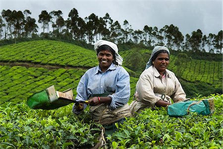 Tea pickers, near Munnar, Kerala, India, Asia Stock Photo - Rights-Managed, Code: 841-06449434