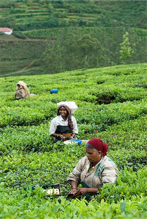 Picking tea on a Tea Plantation, near Munnar, Kerala, India, Asia Stock Photo - Rights-Managed, Code: 841-06449439