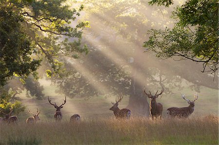 sunray - Deer in morning mist, Woburn Abbey Park, Woburn, Bedfordshire, England, United Kingdom, Europe Foto de stock - Con derechos protegidos, Código: 841-06449569