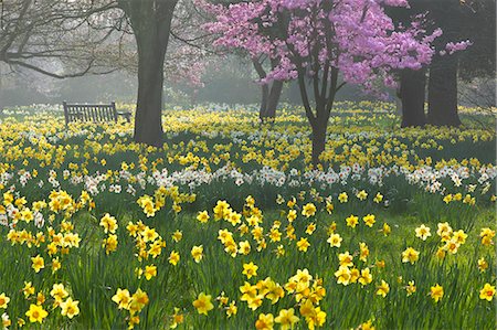 Daffodils and blossom in spring, Hampton, Greater London, England, United Kingdom, Europe Stock Photo - Rights-Managed, Code: 841-06449577