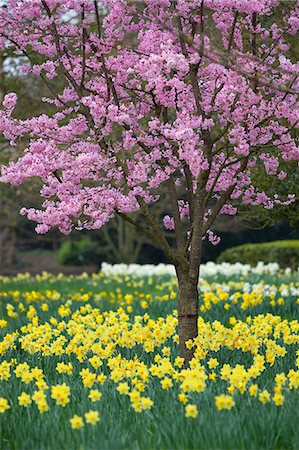 daffodil - Daffodils and blossom in spring, Hampton, Greater London, England, United Kingdom, Europe Stock Photo - Rights-Managed, Code: 841-06449578