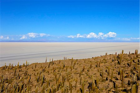 simsearch:841-06449731,k - Cacti on Isla de los Pescadores and the salt flats, Salar de Uyuni, Southwest Highlands, Bolivia, South America Stock Photo - Rights-Managed, Code: 841-06449717