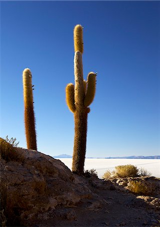 simsearch:841-06449731,k - Cacti on Isla de los Pescadores and the salt flats of Salar de Uyuni, Southwest Highlands, Bolivia, South America Stock Photo - Rights-Managed, Code: 841-06449710