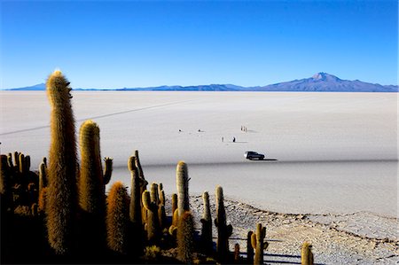 simsearch:841-06449731,k - Cacti on Isla de los Pescadores, Volcan Tunupa and the salt flats, Salar de Uyuni, Southwest Highlands, Bolivia, South America Stock Photo - Rights-Managed, Code: 841-06449711