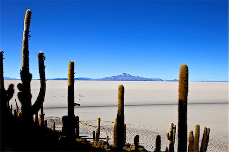 simsearch:841-06449731,k - Cacti on Isla de los Pescadores, Volcan Tunupa and the salt flats, Salar de Uyuni, Southwest Highlands, Bolivia, South America Stock Photo - Rights-Managed, Code: 841-06449713