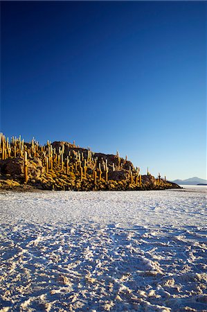 simsearch:841-06449731,k - Cacti on Isla de los Pescadores and salt flats, Salar de Uyuni, Southwest Highlands, Bolivia, South America Stock Photo - Rights-Managed, Code: 841-06449725