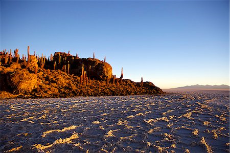 simsearch:841-06449731,k - Cacti at sunset on Isla de los Pescadores and salt flats, Salar de Uyuni, Southwest Highlands, Bolivia, South America Stock Photo - Rights-Managed, Code: 841-06449726