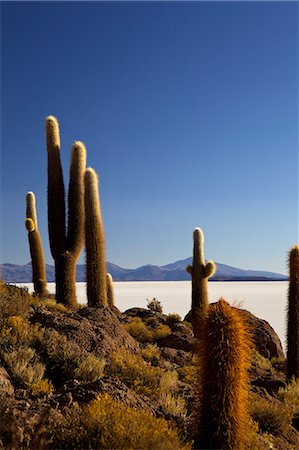 simsearch:841-06449731,k - Cacti on Isla de los Pescadores and the salt flats of Salar de Uyuni, Southwest Highlands, Bolivia, South America Stock Photo - Rights-Managed, Code: 841-06449721