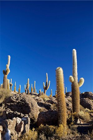 simsearch:841-06449731,k - Cacti on Isla de los Pescadores and the salt flats of Salar de Uyuni, Southwest Highlands, Bolivia, South America Stock Photo - Rights-Managed, Code: 841-06449722