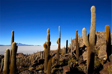 simsearch:841-06449731,k - Cacti on Isla de los Pescadores and the salt flats of Salar de Uyuni, Southwest Highlands, Bolivia, South America Stock Photo - Rights-Managed, Code: 841-06449723