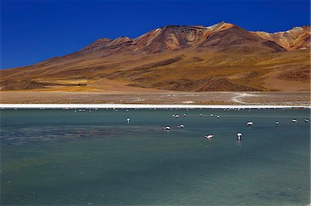simsearch:841-06449731,k - Flamingos on Laguna Canapa, South Lipez, Southwest Highlands, Bolivia, South America Stock Photo - Rights-Managed, Code: 841-06449735