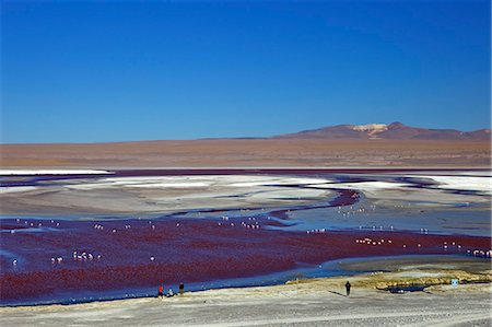 simsearch:841-06449731,k - Flamingos on Laguna Colorada (Red Lagoon), Eduardo Avaroa Andean Fauna National Reserve, Southwest Highlands, Bolivia, South America Stock Photo - Rights-Managed, Code: 841-06449747