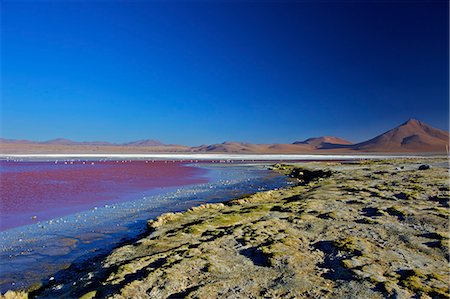 simsearch:841-06449731,k - Laguna Colorada (Red Lagoon), a shallow salt lake in the southwest of the altiplano, Eduardo Avaroa Andean Fauna National Reserve, Bolivia, South America Stock Photo - Rights-Managed, Code: 841-06449750