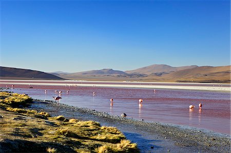 simsearch:841-06449731,k - Flamingos on Laguna Colorada (Red Lagoon), Eduardo Avaroa Andean Fauna National Reserve, Southwest Highlands, Bolivia, South America Stock Photo - Rights-Managed, Code: 841-06449752