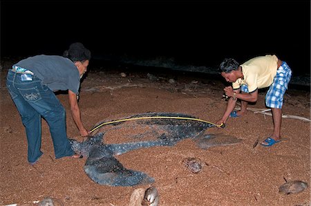 Researchers measuring a female Leatherback turtle (Dermochelys coriacea) at its nest site, Shell Beach, Guyana, South America Stock Photo - Rights-Managed, Code: 841-06449847