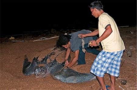 Applying a tag to a Leatherback turtle (Dermochelys coriacea) at its nesting site, Shell Beach, Guyana, South America Stock Photo - Rights-Managed, Code: 841-06449848