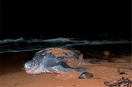 Female Leatherback turtle (Dermochelys coriacea) returning to the sea after laying eggs, Shell Beach, Guyana, South America Stock Photo - Rights-Managed, Code: 841-06449849