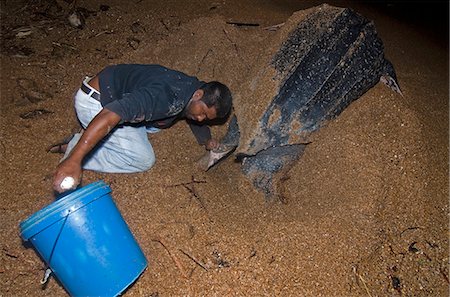 Leatherback turtle (Dermochelys coriacea) eggs being collected for transfer to a safer hatchery location, Shell Beach, Guyana, South America Stock Photo - Rights-Managed, Code: 841-06449858