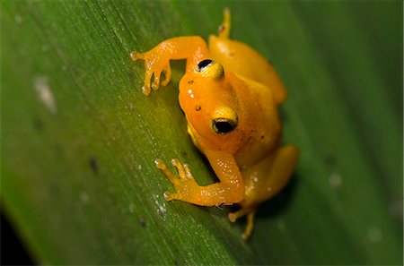 Golden Rocket Frog (Anomaloglossus beebei) on giant tank Bromeliad (Brocchinia micrantha), Kaieteur National Park, Guyana, South America Stock Photo - Rights-Managed, Code: 841-06449866