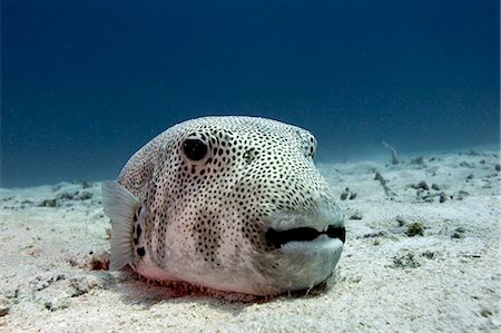 face underwater - Star pufferfish (Arothron stellatus), Komodo, Indonesia, Southeast Asia, Asia Foto de stock - Con derechos protegidos, Código: 841-06499314