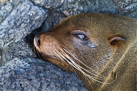 seal (animal) - Galapagos fur seal (Arctocephalus galapagoensis), Puerto Egas, Santiago Island, Galapagos Islands, Ecuador, South America Stock Photo - Rights-Managed, Code: 841-06499360