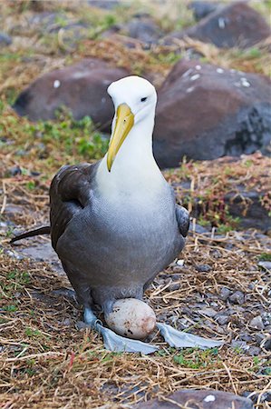 reproduction - Adult waved albatross (Diomedea irrorata) with single egg, Espanola Island, Galapagos Islands, Ecuador, South America Stock Photo - Rights-Managed, Code: 841-06499389