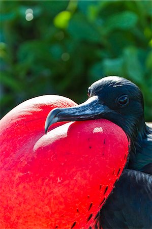 Adult male magnificent frigatebird (Fregata magnificens), North Seymour Island, Galapagos Islands, UNESCO World Heritage Site, Ecuador, South America Stock Photo - Rights-Managed, Code: 841-06499395