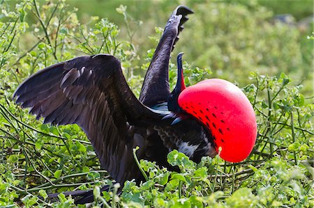 Adult male magnificent frigatebird (Fregata magnificens), North Seymour Island, Galapagos Islands, UNESCO World Heritage Site, Ecuador, South America Stock Photo - Rights-Managed, Code: 841-06499396