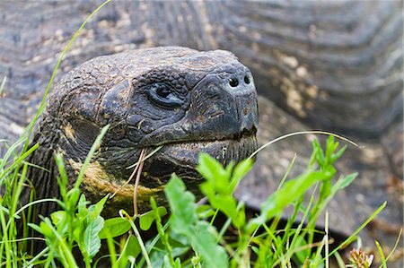 Wild Galapagos tortoise (Geochelone elephantopus), Santa Cruz Island, Galapagos Islands, UNESCO World Heritage Site, Ecuador, South America Stock Photo - Rights-Managed, Code: 841-06499411