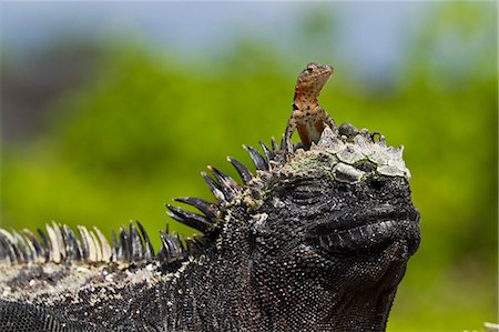 Lava lizard (Microlophus spp,) on top of marine iguana (Amblyrhynchus cristatus), Las Bachas, Santa Cruz Island, Galapagos Islands, Ecuador, South America Stock Photo - Rights-Managed, Code: 841-06499427