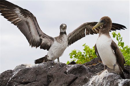 Nazca booby (Sula grantii) chick, Punta Suarez, Santiago Island, Galapagos Islands, Ecuador, South America Stock Photo - Rights-Managed, Code: 841-06499451