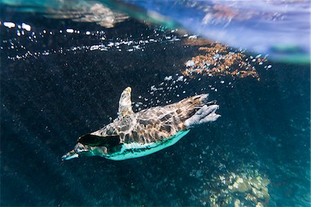 swimming (animals) - Adult Galapagos penguin (Spheniscus mendiculus) underwater, Bartolome Island, Galapagos Islands, Ecuador, South America Stock Photo - Rights-Managed, Code: 841-06499461