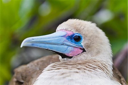 Adult dark morph red-footed booby (Sula sula), Genovesa Island, Galapagos Islands, Ecuador, South America Stock Photo - Rights-Managed, Code: 841-06499478