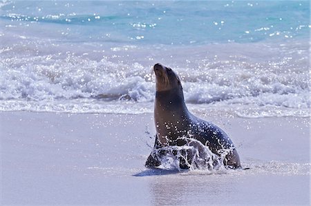 eared seal - Galapagos sea lion (Zalophus wollebaeki) pup, Gardner Bay, Espanola Island, Galapagos Islands, UNESCO World Heritage Site, Ecuador, South America Stock Photo - Rights-Managed, Code: 841-06499496