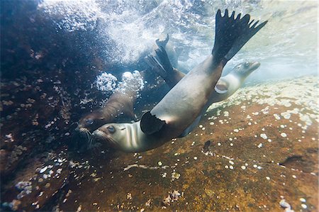 eared seal - Galapagos sea lions (Zalophus wollebaeki) underwater, Guy Fawkes Islands, Galapagos Islands, Ecuador, South America Stock Photo - Rights-Managed, Code: 841-06499514