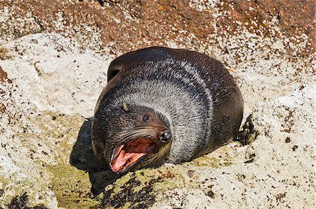 simsearch:841-06499559,k - Guadalupe fur seal (Arctocephalus townsendi), Isla San Pedro Martir, Gulf of California (Sea of Cortez), Baja California, Mexico, North America Stock Photo - Rights-Managed, Code: 841-06499518