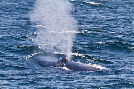 Adult blue whale (Balaenoptera musculus), southern Gulf of California (Sea of Cortez), Baja California Sur, Mexico, North America Stock Photo - Rights-Managed, Code: 841-06499519