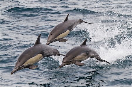 dolphins jumping - Long-beaked common dolphin (Delphinus capensis), Isla San Esteban, Gulf of California (Sea of Cortez), Baja California, Mexico, North America Stock Photo - Rights-Managed, Code: 841-06499524