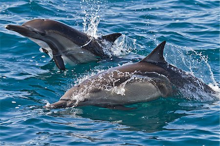 Long-beaked common dolphin (Delphinus capensis), Isla San Esteban, Gulf of California (Sea of Cortez), Baja California, Mexico, North America Stock Photo - Rights-Managed, Code: 841-06499527