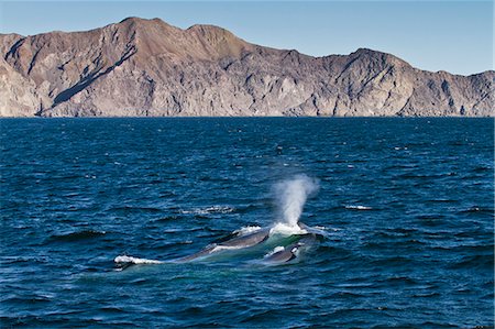 Blue whale cow (Balaenoptera musculus) and calf, southern Gulf of California (Sea of Cortez), Baja California Sur, Mexico, North America Stock Photo - Rights-Managed, Code: 841-06499520