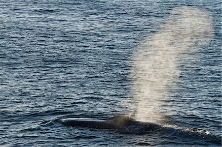 Adult blue whale (Balaenoptera musculus), southern Gulf of California (Sea of Cortez), Baja California Sur, Mexico, North America Stock Photo - Rights-Managed, Code: 841-06499521
