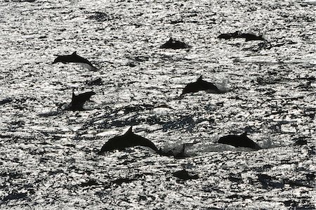 simsearch:6119-07451337,k - Long-beaked common dolphins (Delphinus capensis), Isla San Esteban, Gulf of California (Sea of Cortez), Baja California, Mexico, North America Foto de stock - Con derechos protegidos, Código: 841-06499534