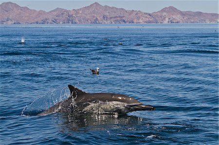 simsearch:841-06499559,k - Long-beaked common dolphins (Delphinus capensis), Isla San Esteban, Gulf of California (Sea of Cortez), Baja California, Mexico, North America Stock Photo - Rights-Managed, Code: 841-06499538