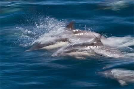 simsearch:841-06499559,k - Long-beaked common dolphins (Delphinus capensis), Isla San Esteban, Gulf of California (Sea of Cortez), Baja California, Mexico, North America Stock Photo - Rights-Managed, Code: 841-06499530