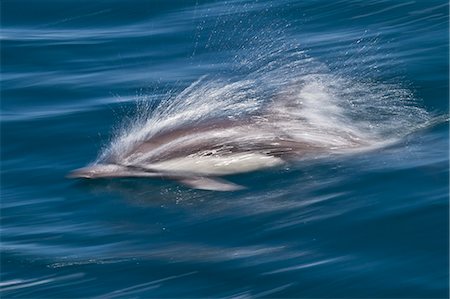 simsearch:841-06499559,k - Long-beaked common dolphin (Delphinus capensis), Isla San Esteban, Gulf of California (Sea of Cortez), Baja California, Mexico, North America Stock Photo - Rights-Managed, Code: 841-06499531