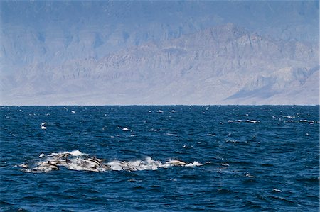 simsearch:841-06499559,k - Long-beaked common dolphins (Delphinus capensis), Isla San Esteban, Gulf of California (Sea of Cortez), Baja California, Mexico, North America Stock Photo - Rights-Managed, Code: 841-06499533