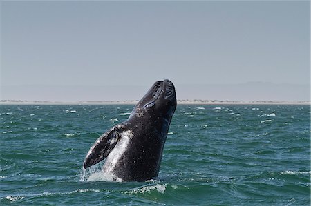 simsearch:841-06499559,k - California gray whale (Eschrichtius robustus) calf breaching, San Ignacio Lagoon, Baja California Sur, Mexico, North America Stock Photo - Rights-Managed, Code: 841-06499544